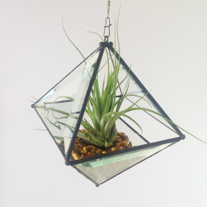 Large Pyramid Terrarium