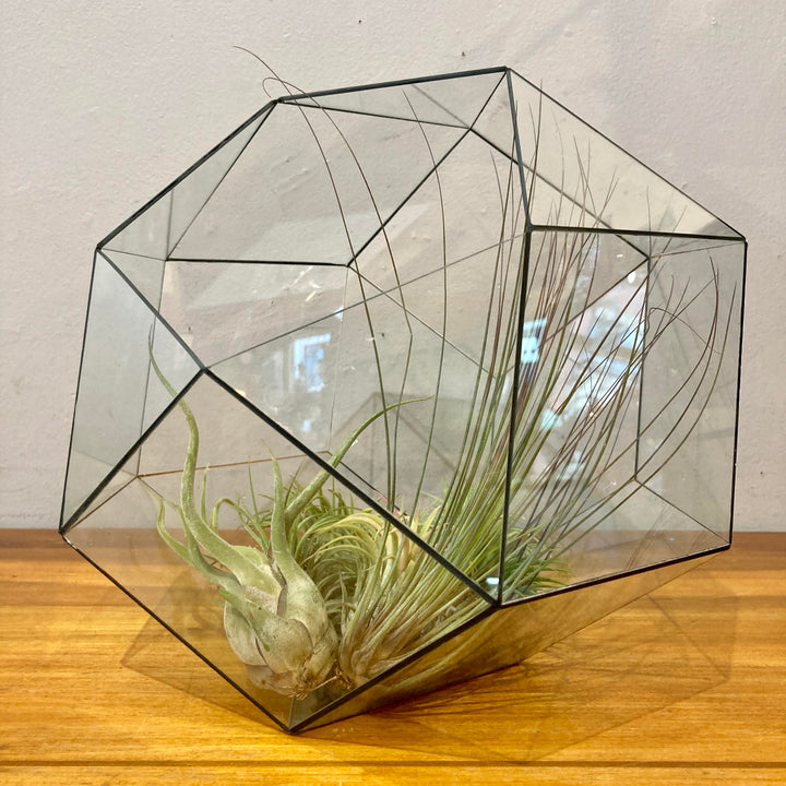 Geodesic Terrarium by John Vahanian