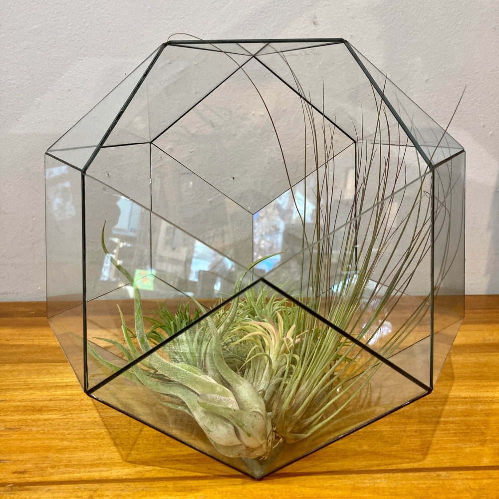 Geodesic Terrarium by John Vahanian