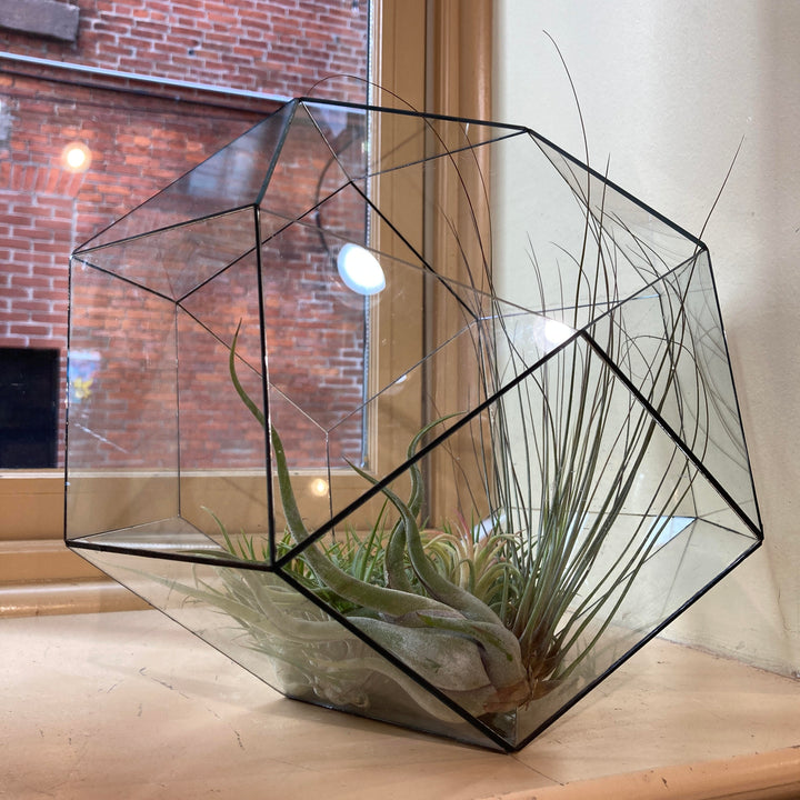 Geodesic Terrarium by John Vahanian