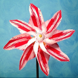 Pinwheel Striped Rose