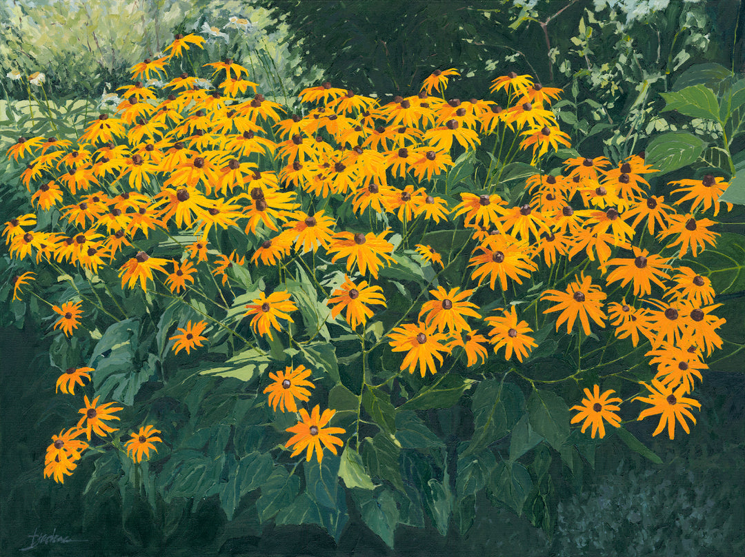 Black-eyed Susans