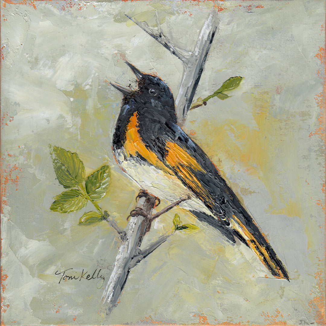 American Redstart