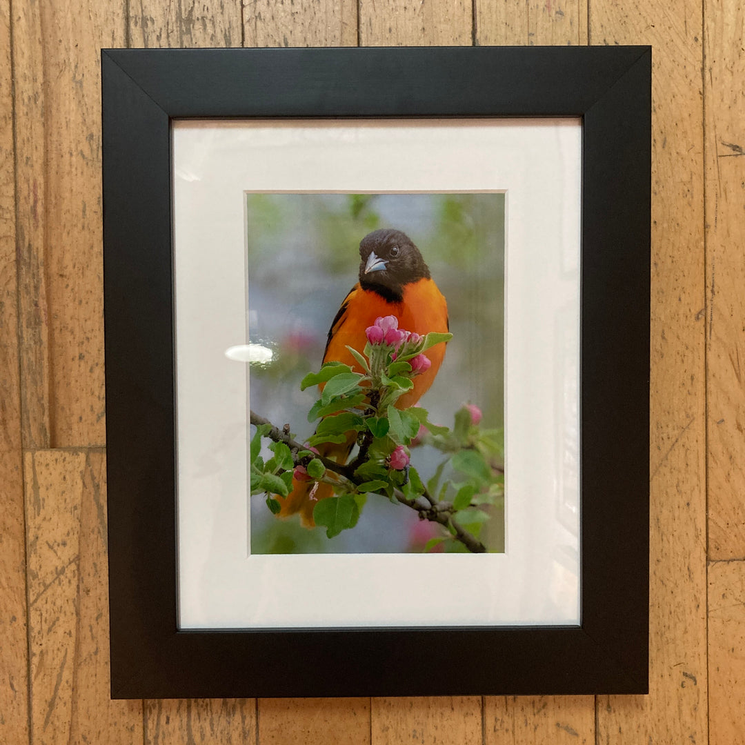 Baltimore Oriole in Spring