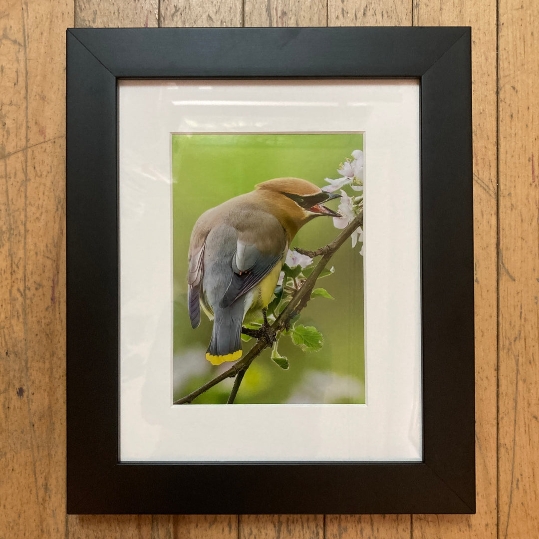 Cedar Waxing in Spring