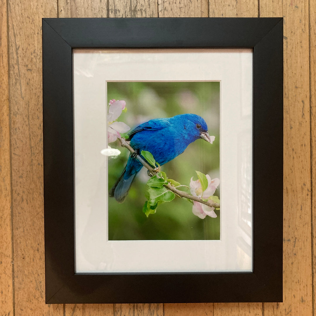 Indigo Bunting in Spring