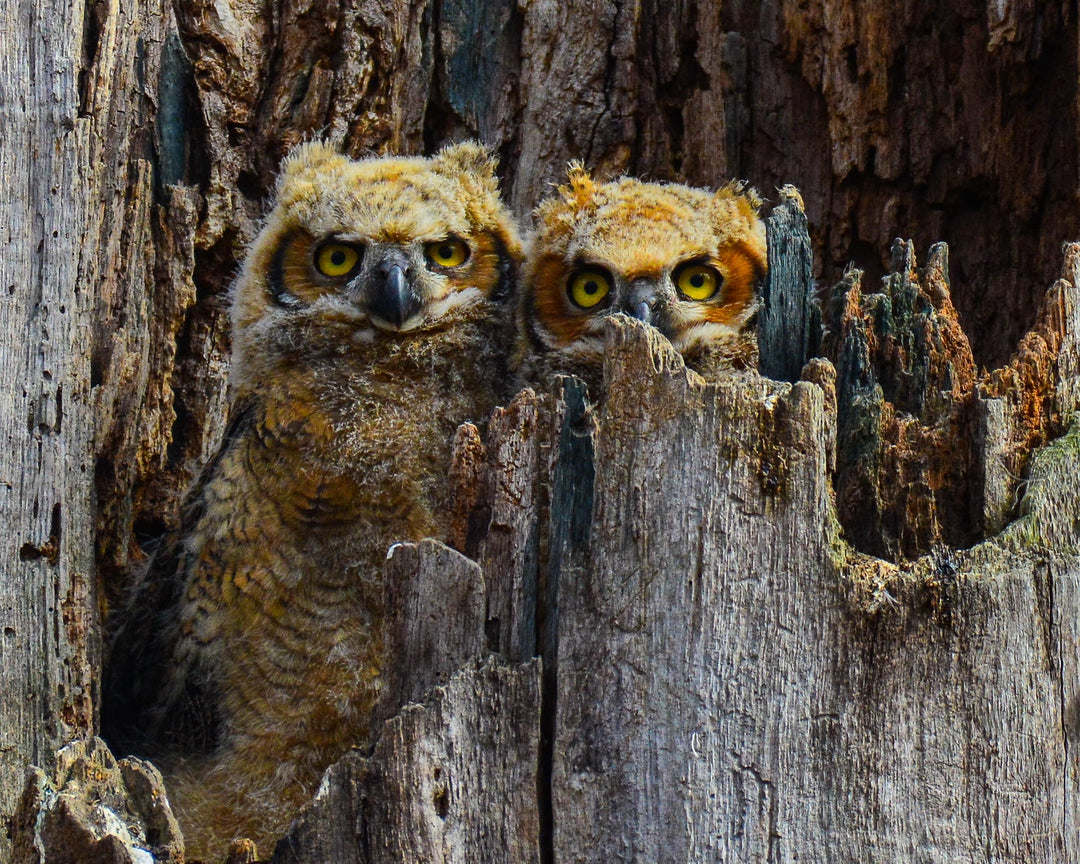 Baby Great Horned Owls