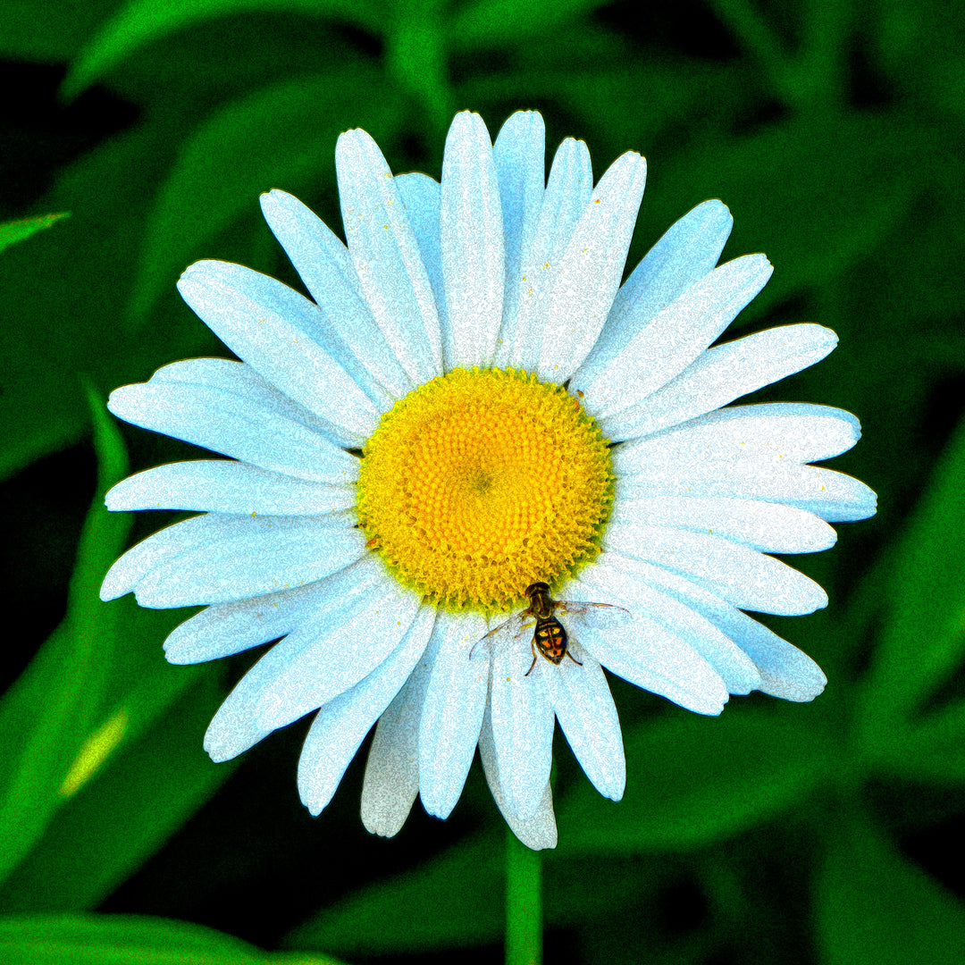 Daisy