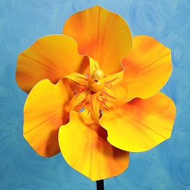 Pinwheel California Poppy