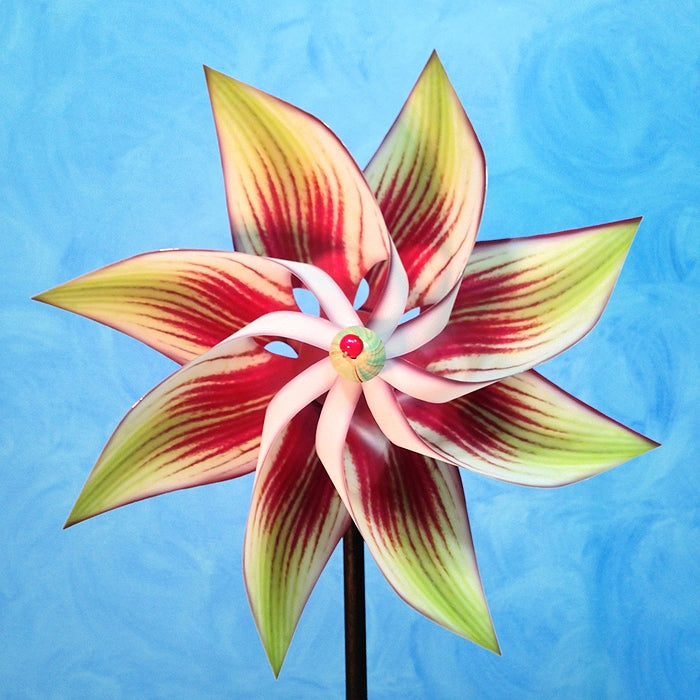 Pinwheel Hippeastrum