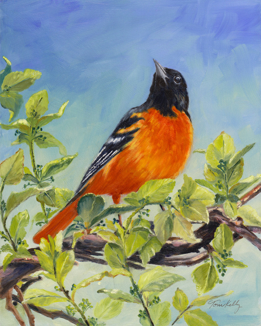 Baltimore Oriole