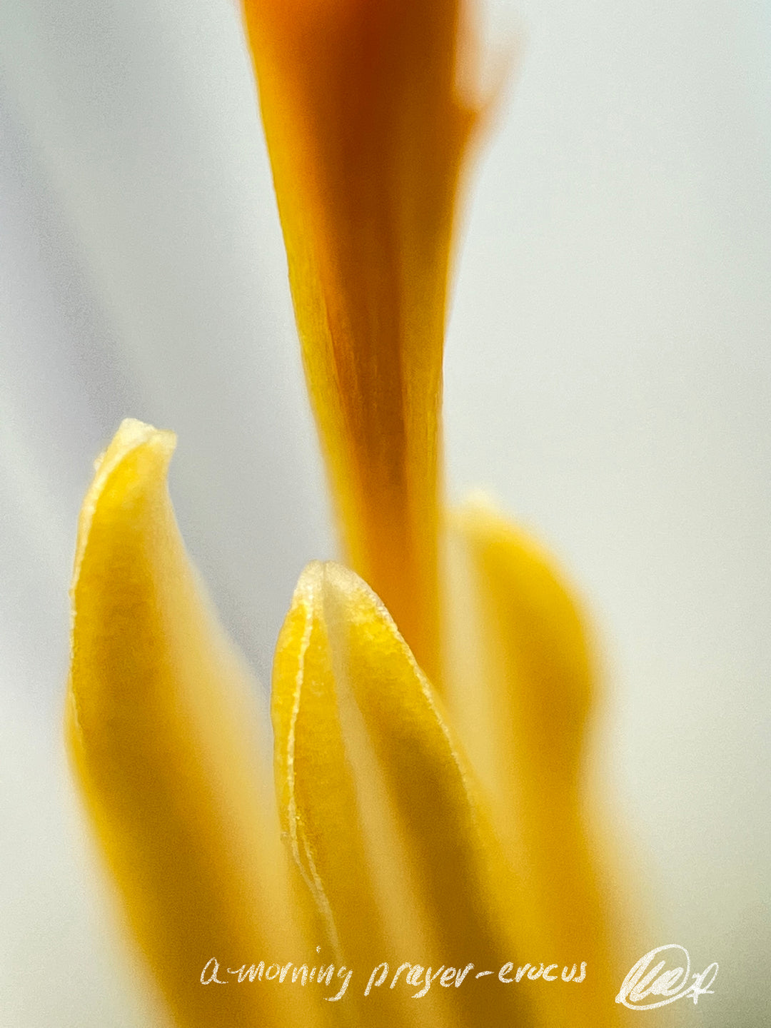 A Morning Prayer - Crocus