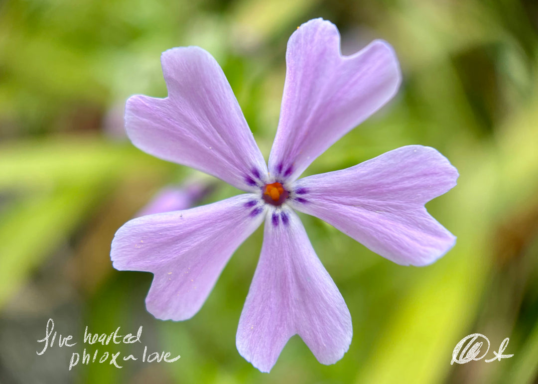 Five Hearted Phlox Love