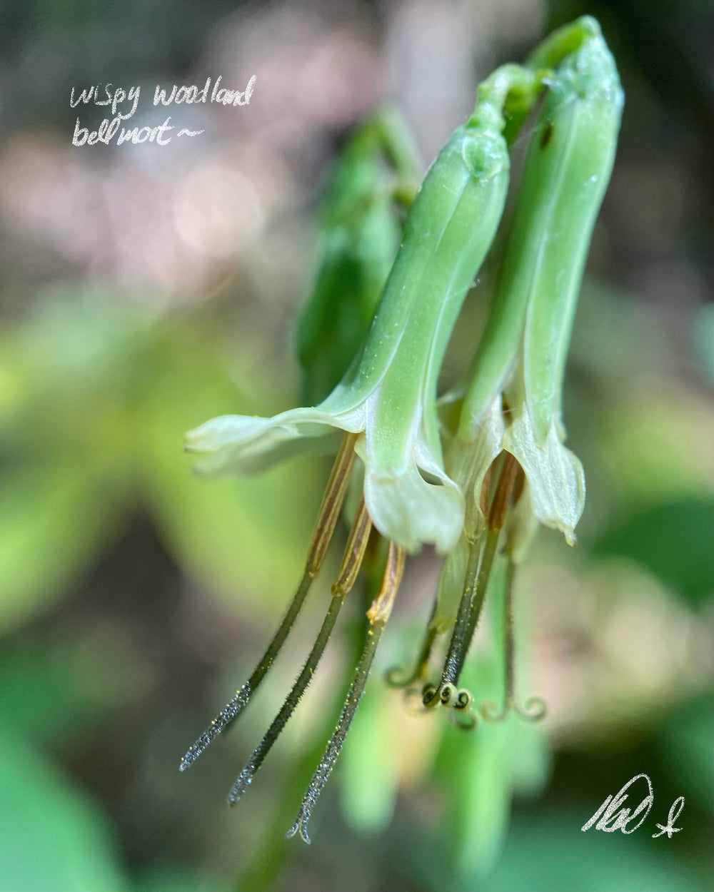 Wispy Woodland Bellwort