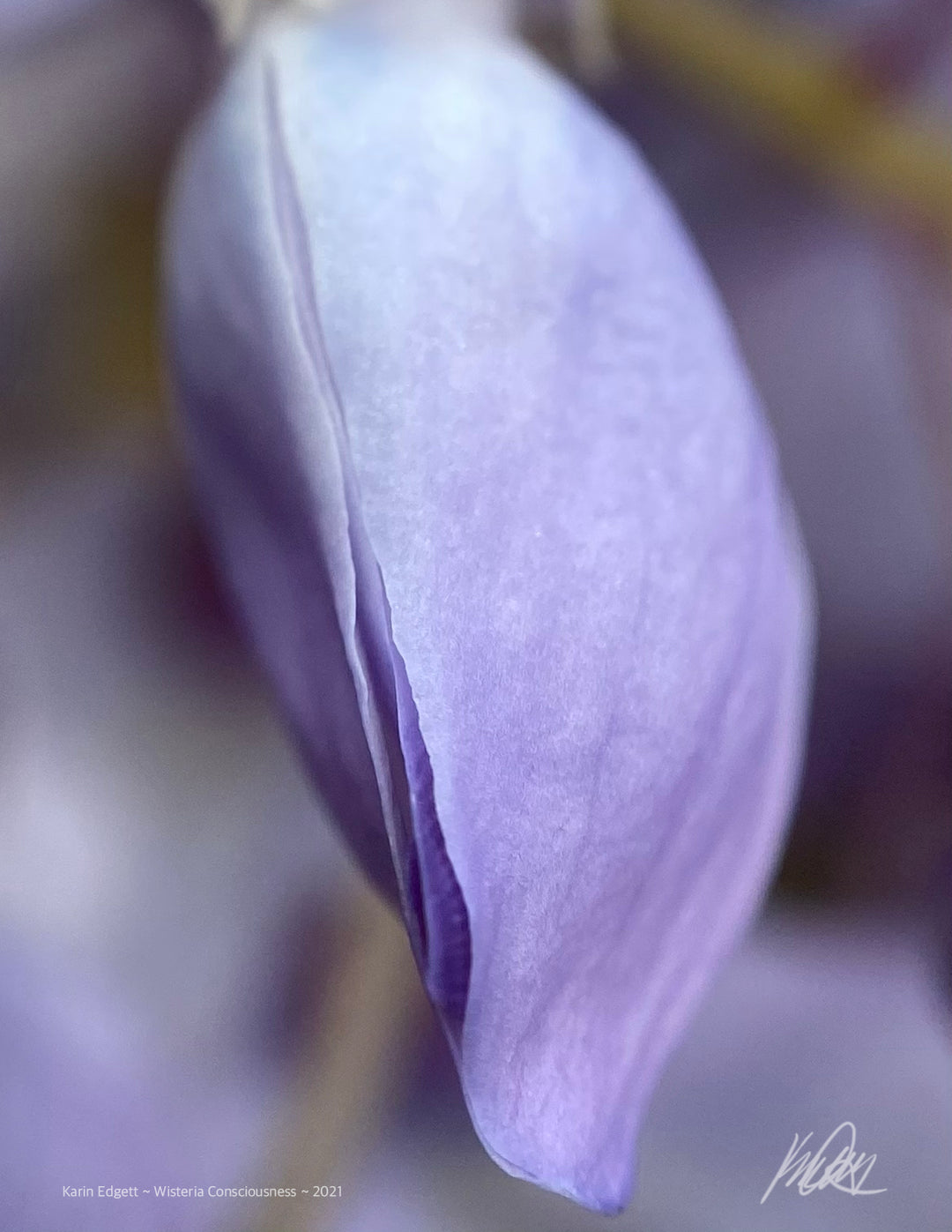 Wisteria Bud