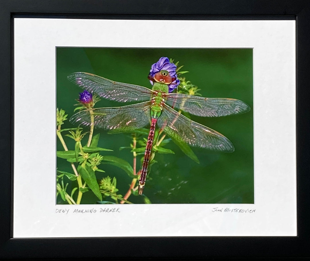 Dewy Morning Darner