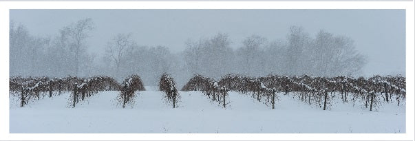 Ice Wine