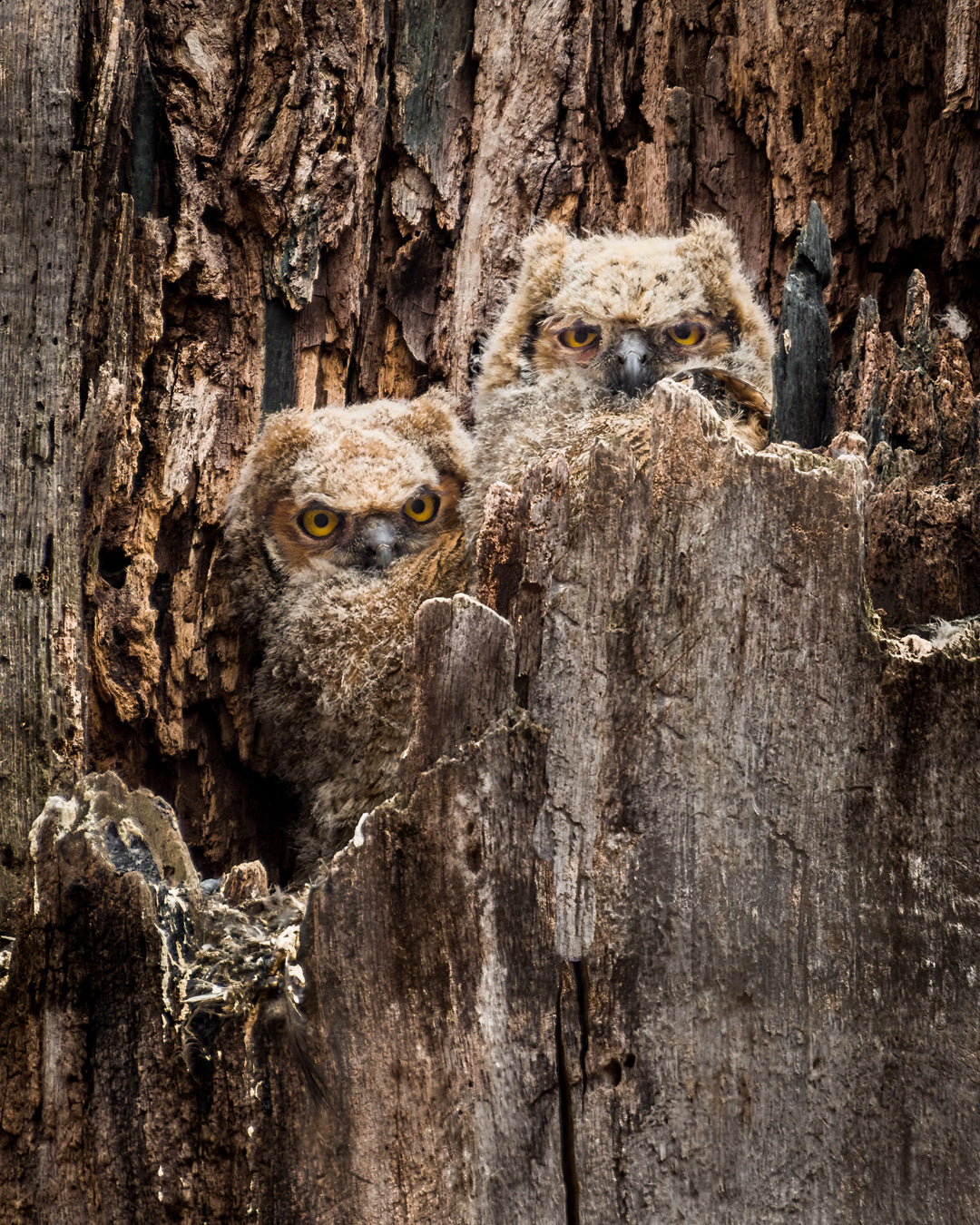 Presque Isle Owlets