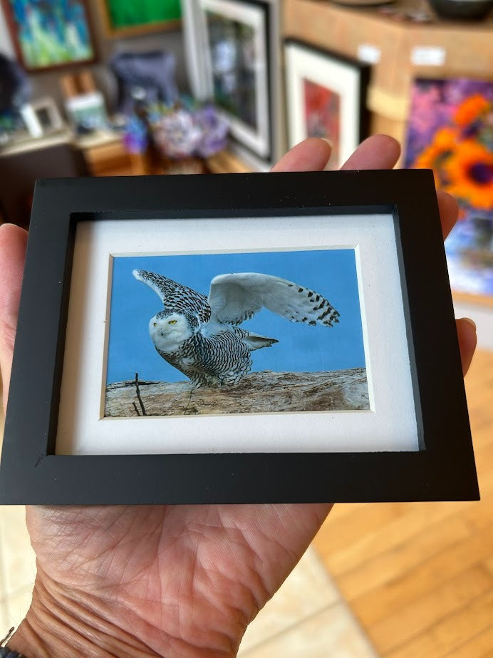 Ready to Fly Snowy Owl